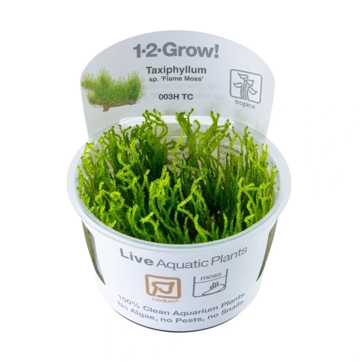 Tropica Taxiphyllum sp. Flame 1-2-GROW